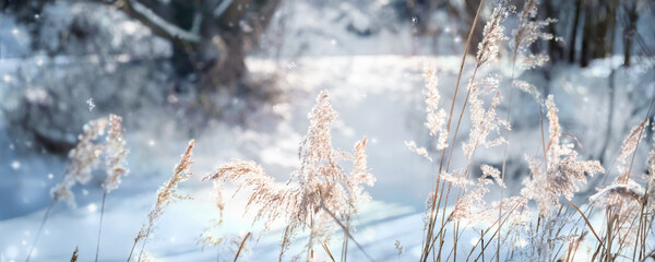 gräser im winter