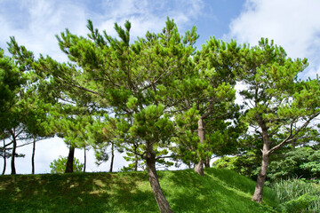 The pine tree in park.