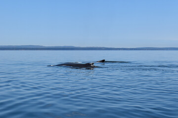 whale in the sea