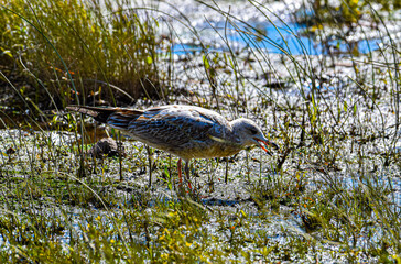 crocodile in the water