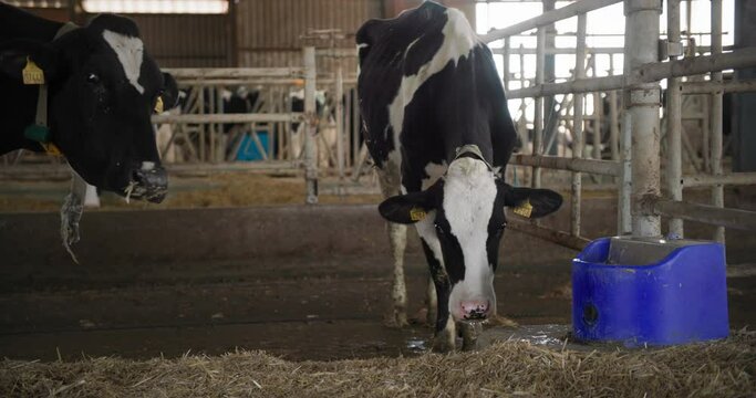 agriculture industry, black and white cows look into the camera while standing near sippy cup with water in cow house