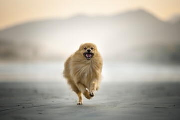 German spitz running beach