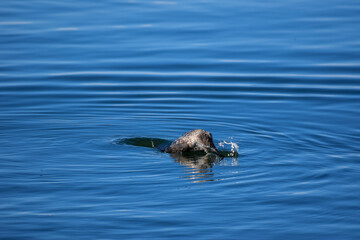 Fototapeta premium great crested grebe