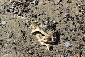 crab on the beach