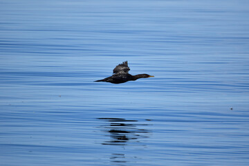 ducks in the lake