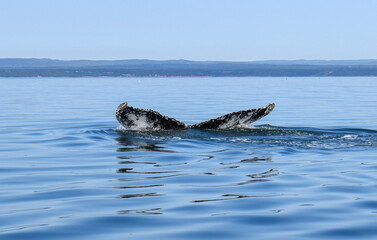 Obraz premium black sea lion