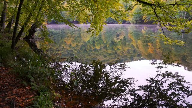 Reflection of trees with yellowed leaves in autumn in the water.