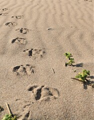birds footprints on the sandy beach