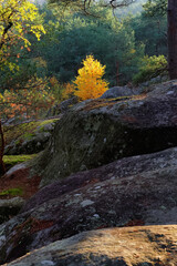 Autumn season in the Gorges of Franchard. fontainebleau forest