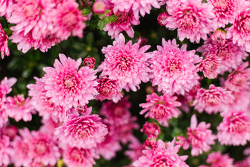 Small pink chrysanthemums or daisies grow in a flowerbed as a fluffy bush. Autumn beautiful background.