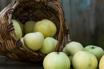Green apples scattered from a wicker basket on a wooden table. Fresh autumn harvest. Health and vitamins from nature. Close-up.
