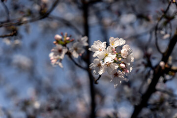 Cherry tree flowers during spring
