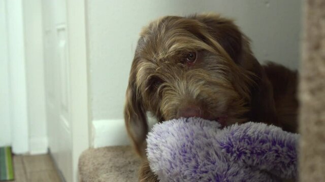 Aussiedoodle puppy playing with a plush toy