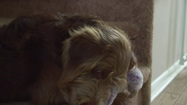 Aussiedoodle puppy playing with a plush toy