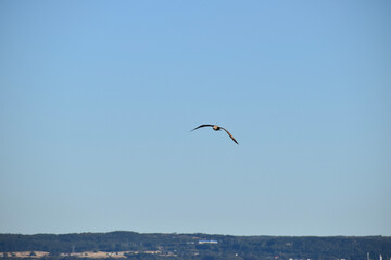 Fototapeta na wymiar kite in flight