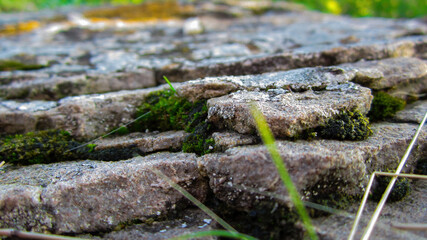 Moss on the stone