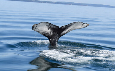 Fototapeta premium dolphin jumping out of water