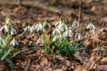 Galanthus nivalis flowering plants, bright white common snowdrop in bloom