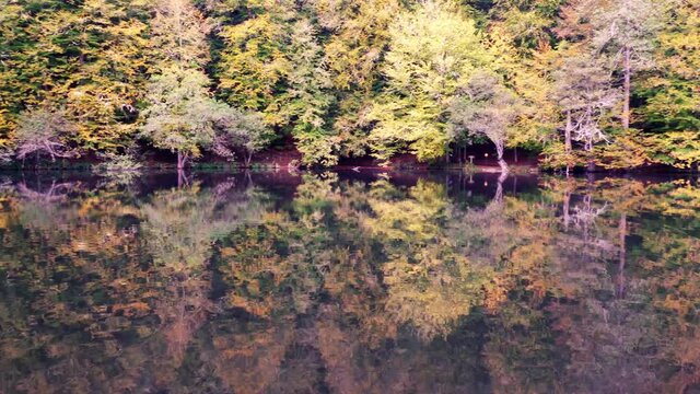 Reflection of trees with yellowed leaves in autumn in the water.