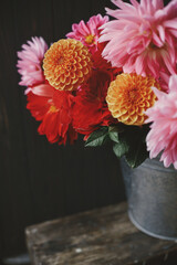 Beautiful pink and red dahlias and asters flowers in metal bucket on rustic wooden bench on dark background. Autumn season in countryside. Fresh colorful dahlias in rural room