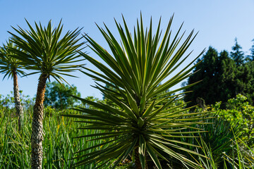 Green Foliage of Aloe Yucca Bordered (Yucca Aloifolia Marginata) or Spanish bayonet dagger. Ornamental plant with yellow border in spring Arboretum Park Southern Cultures in Sirius (Adler) Sochi.