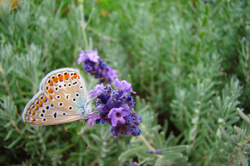 Male Polyommatus Icarus lilac butterfly, day butterfly, insect of the family Poliommatinae