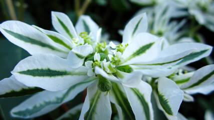 Euphorbia marginata