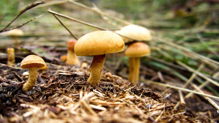 Mushrooms in the forest