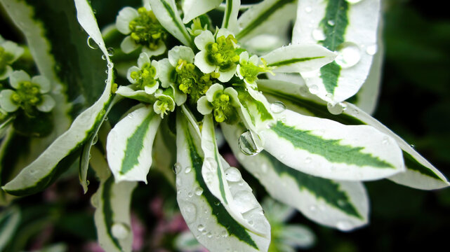 Euphorbia Marginata