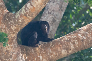 The Black Howler (Alouatta caraya)