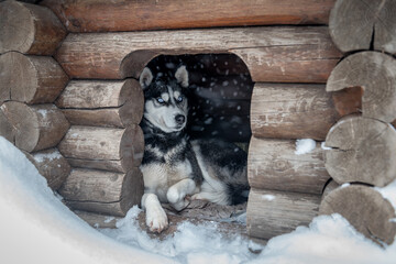 Husky sitting in a kennel during a snowfall - obrazy, fototapety, plakaty