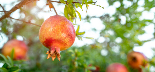 reife Granatäpfel am Baum