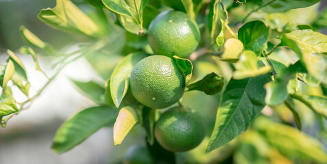 frische pralle Limetten hängen am Strauch