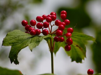 Obraz premium Guelder Rose (Viburnum Opulus) Red Berries, York, UK