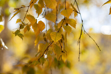 Naklejka na ściany i meble Yellow or dry leaves on tree branches in autumn. Leaves of birch, linden and other trees on the branches. There is an empty space for the text