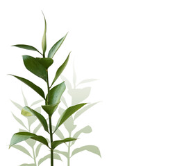 Twig of ruscus with green leaves and decorative shaddows in a corner on white background