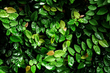 Green plant outdoor garden, leaf tree summer background