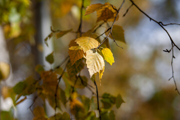 Obraz premium Yellow or dry leaves on tree branches in autumn. Leaves of birch, linden and other trees on the branches. There is an empty space for the text