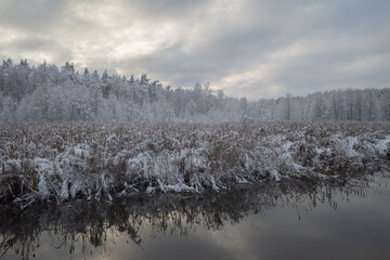 Fresh snow on reeds by the small river running through the forest on misty winter evening. Reeds reflecting in water. 