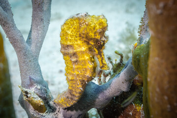 a closeup shot of a yellow longsnout seahorse in its entirety. The beautiful creature is at home...