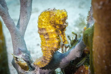 a closeup shot of a yellow longsnout seahorse in its entirety. The beautiful creature is at home within the sponge and coral on the reef in Grand Cayman 