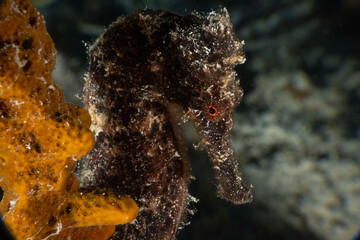 A closeup shot of a pretty little black longsnout seahorse hanging out on some sponge on the reef...