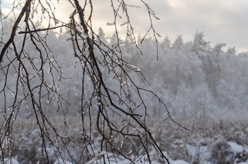Fototapeta na wymiar Water drops from melting fresh snow om the tree branches. Sunset over the white forest in the background