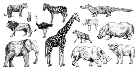 Set african animals isolated on white background. Collection giraffe, elephant, rhinoceros, hippo, buffalo.