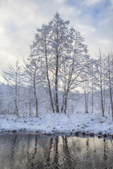 Tree covered by fresh snow in the forest reflecting in the river on cloudy winter evening