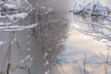 Closeup of reflection of tree covered by fresh snow in the partly frozen water