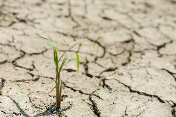 little green plant grow in the cracked earth, Earth suffer from drought