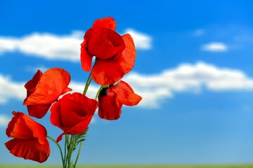 Poppy red flowers in garden, early spring on a warm sunny day, against a bright blue sky.