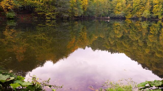 Reflection of trees with yellowed leaves in autumn in the water.