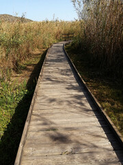 swamp
